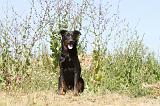 BEAUCERON 306